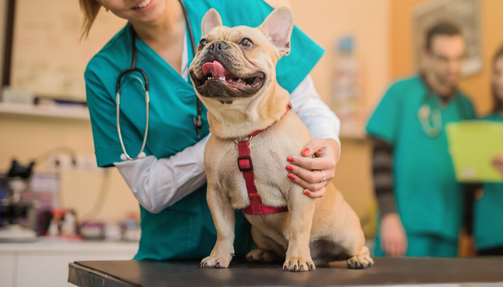 french bulldog being examined by vet