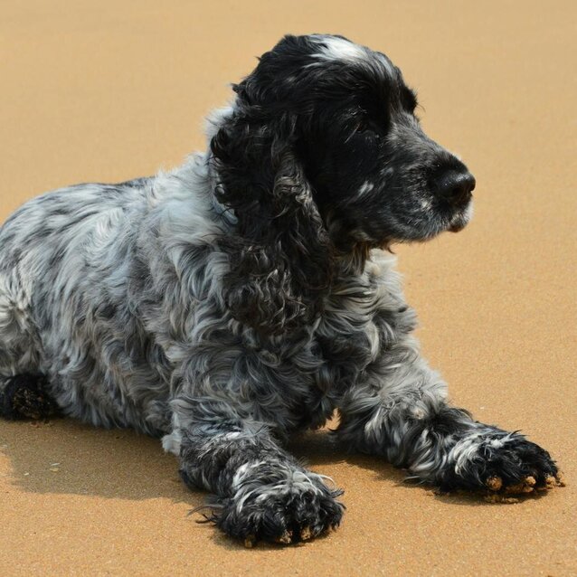 cocker spaniel lying on sand
