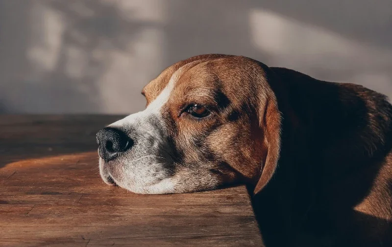 sad beagle with head on table