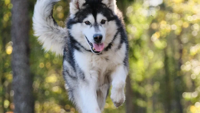Alaskan Malamute running outdoors