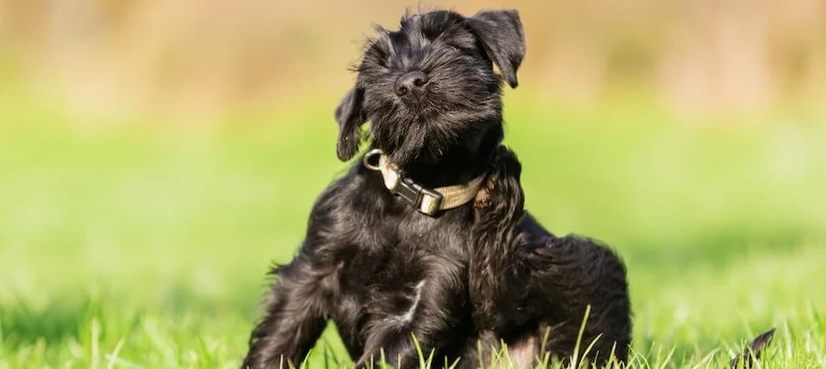 dog scratching on grass