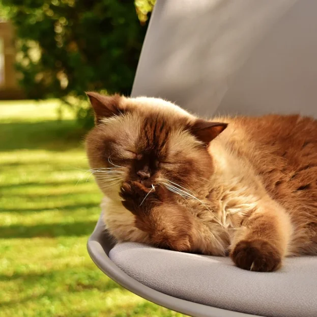 British shorthair lying on chair licking paw