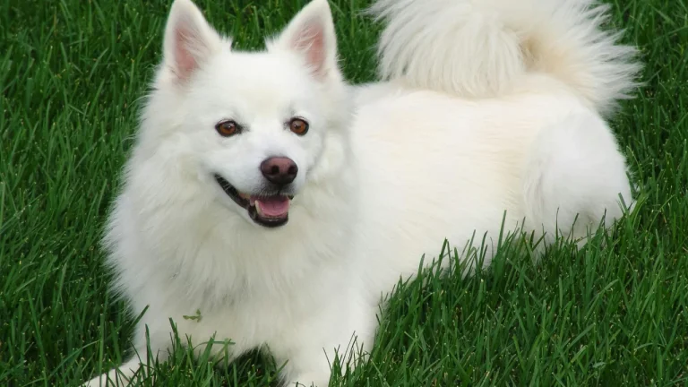 japanese spitz lying in grass