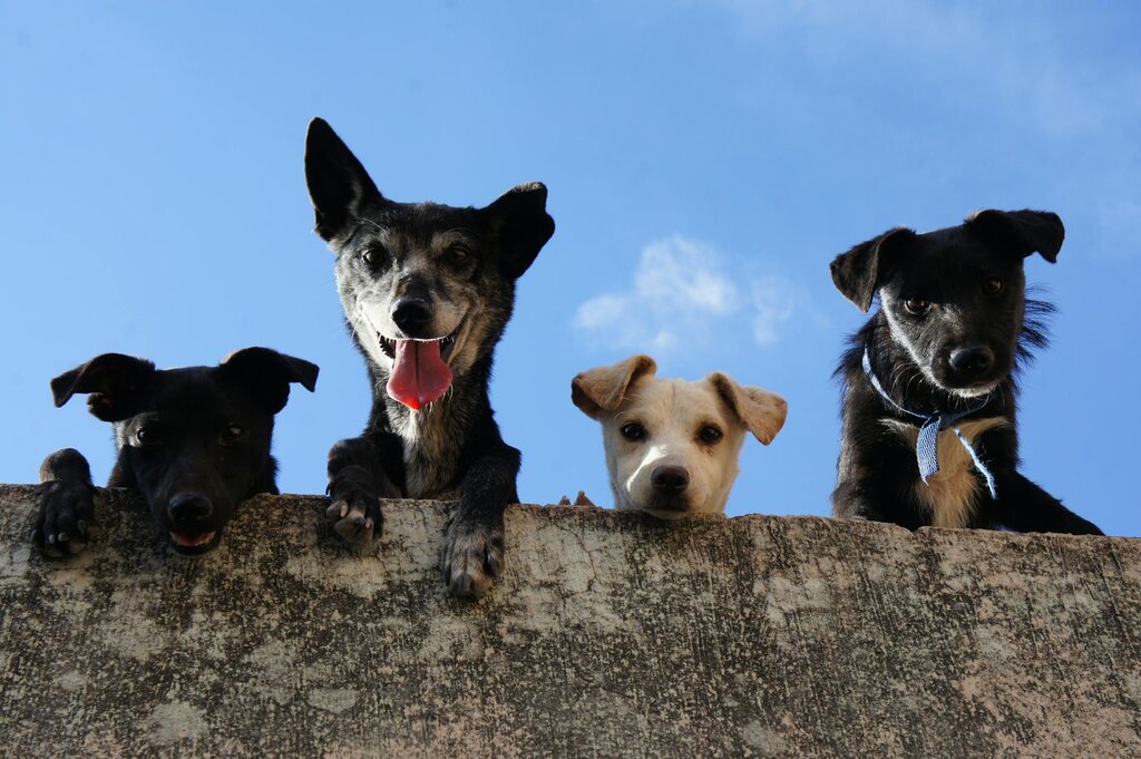 4 dogs looking down over a wall