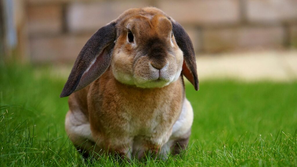 rabbit on grass