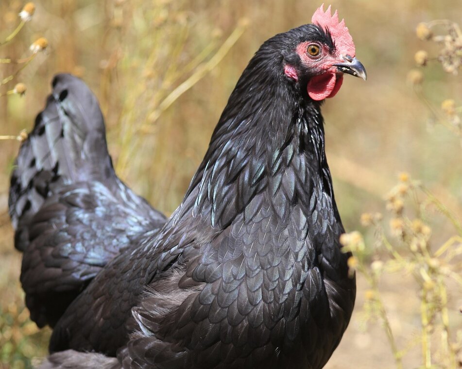black australorp