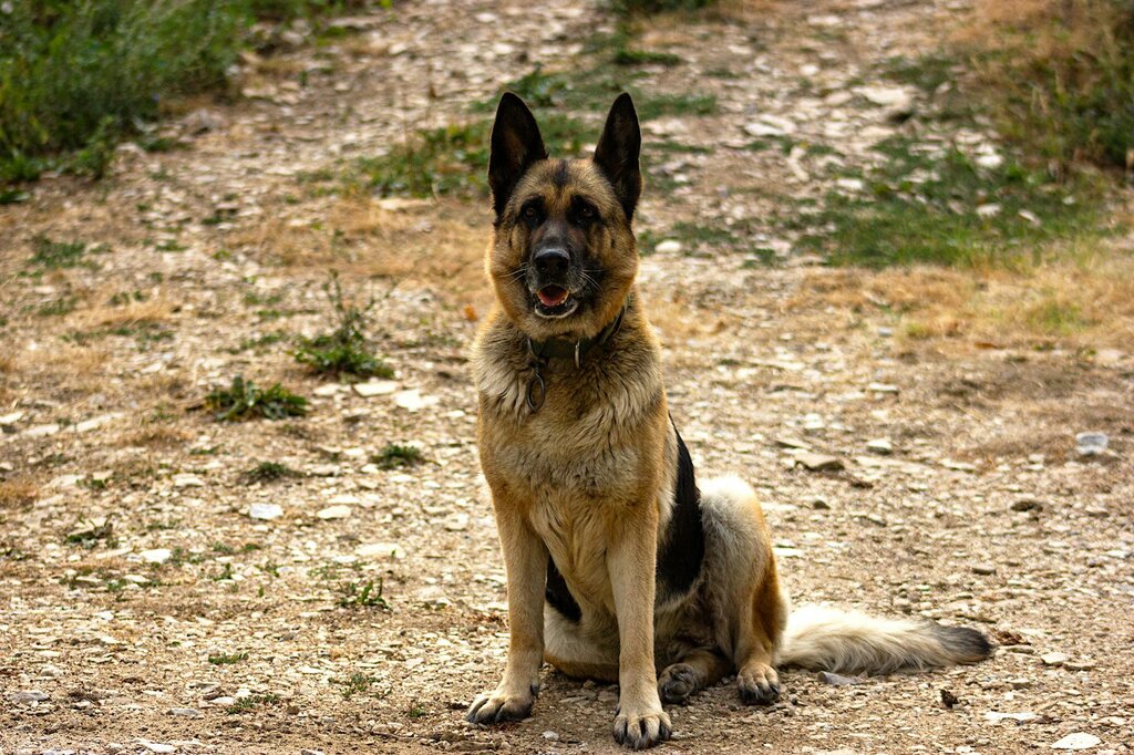 German Shepherd sitting with legs out to the side