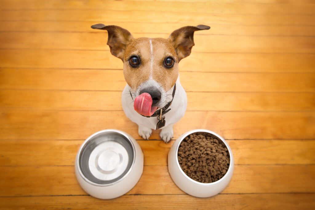dog licking lips in front of 2 bowls