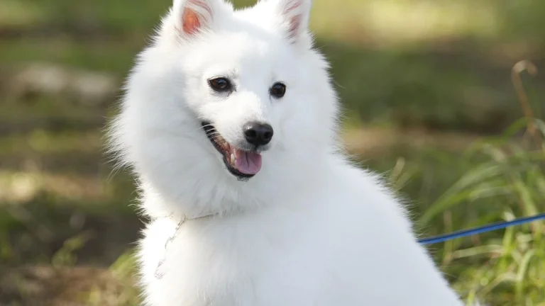 japanese spitz in park