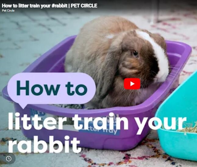 rabbit toilet training video image