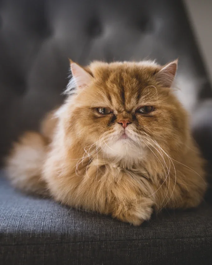 persian cat looking at camera