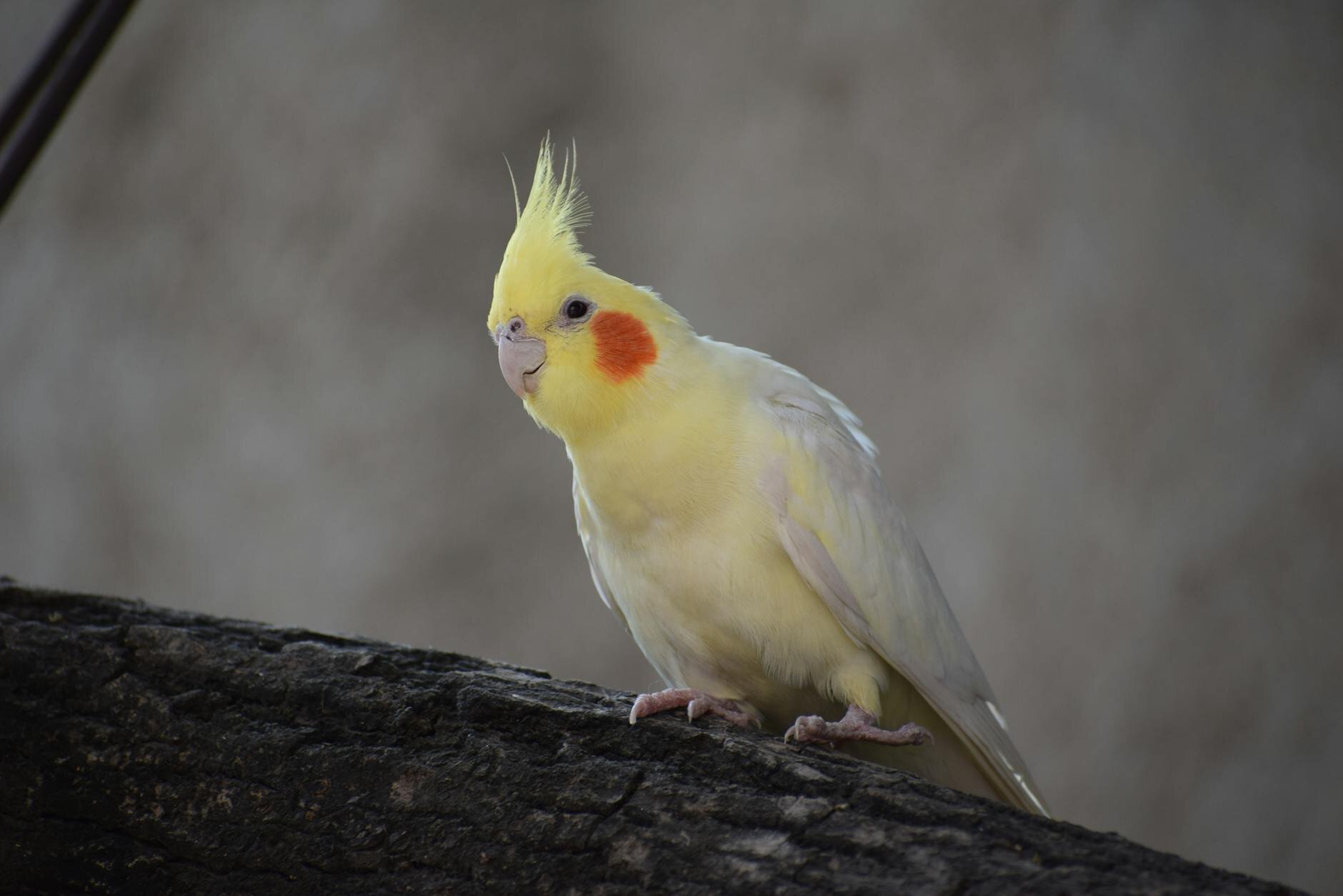 cockatiel perching on branch
