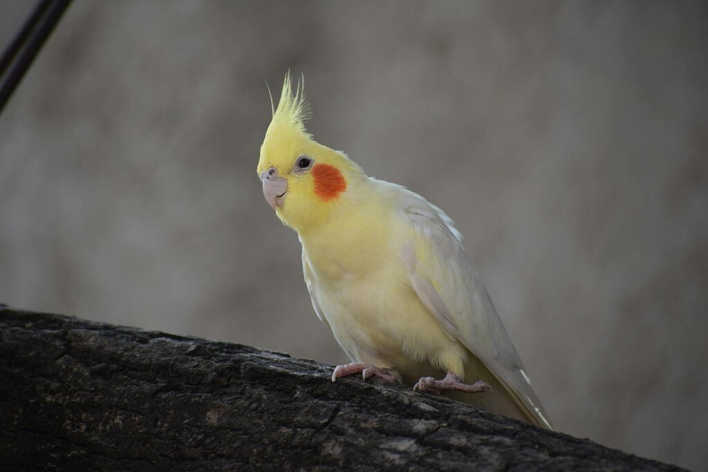 cockatiel perching on branch