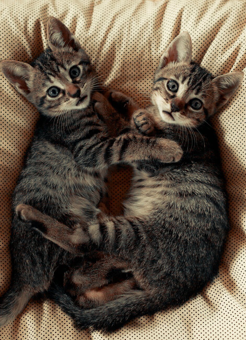 2 cats cuddling