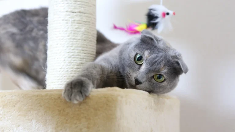 scottish fold cat playing on cat tree