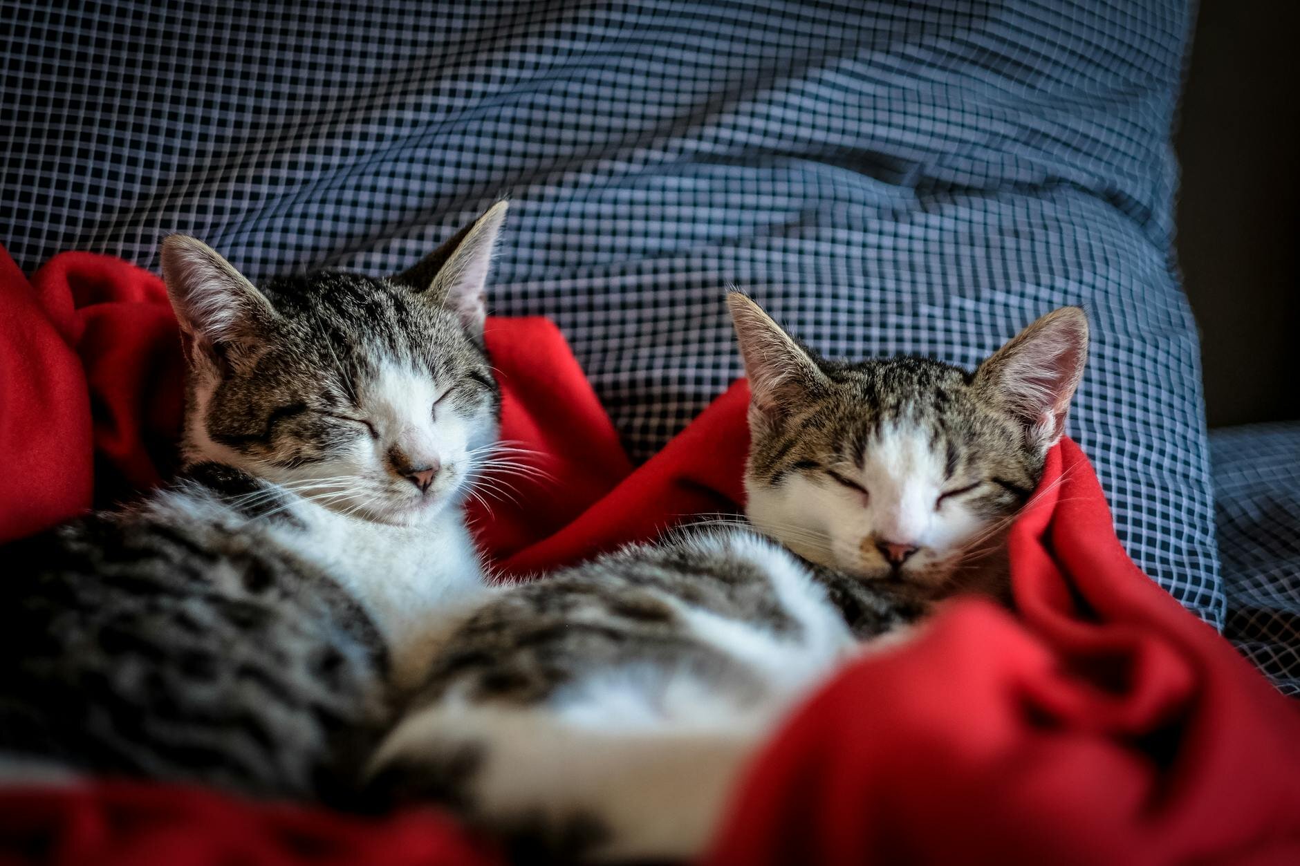 2 kittens sleeping