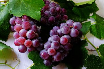 red grapes on a vine