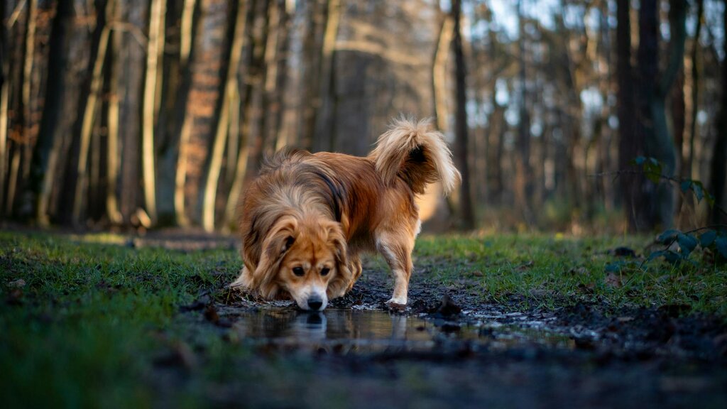 dog drinking from stagnant puddle