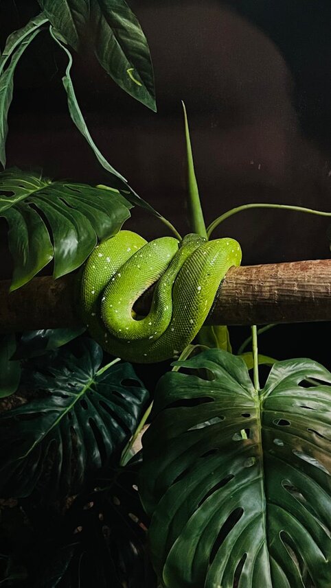 green snake curled up