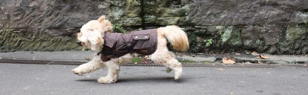 dog in a coat running