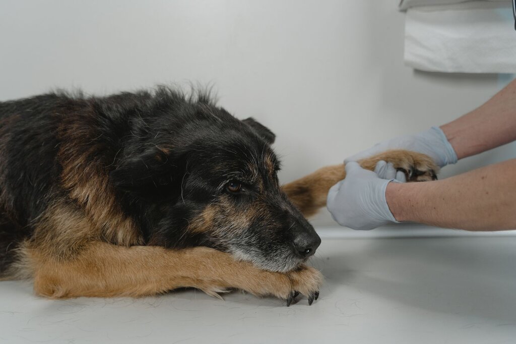 senior dog being examined by vet