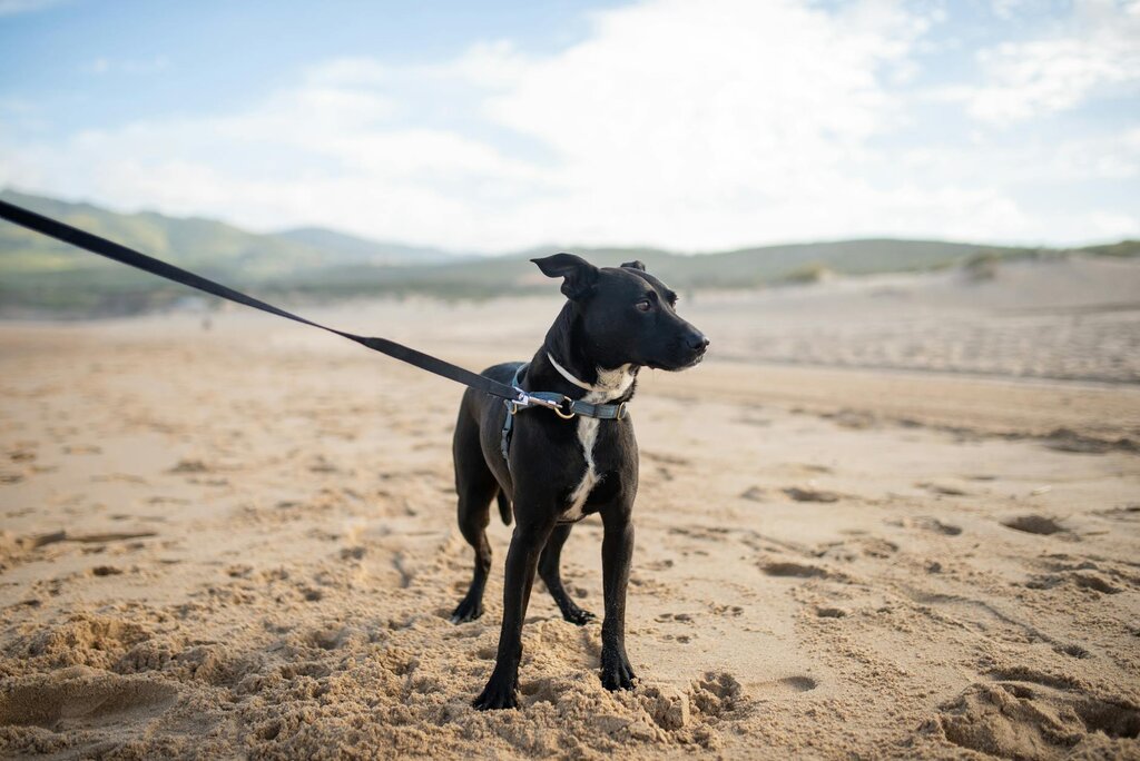 dog on tight leash at beach