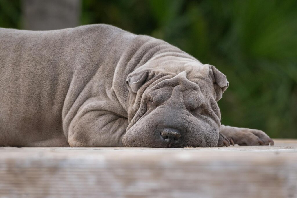 grey shar pei lying on ground