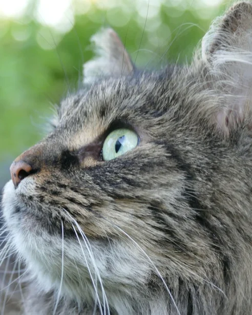 Tortie cat in lying on bed