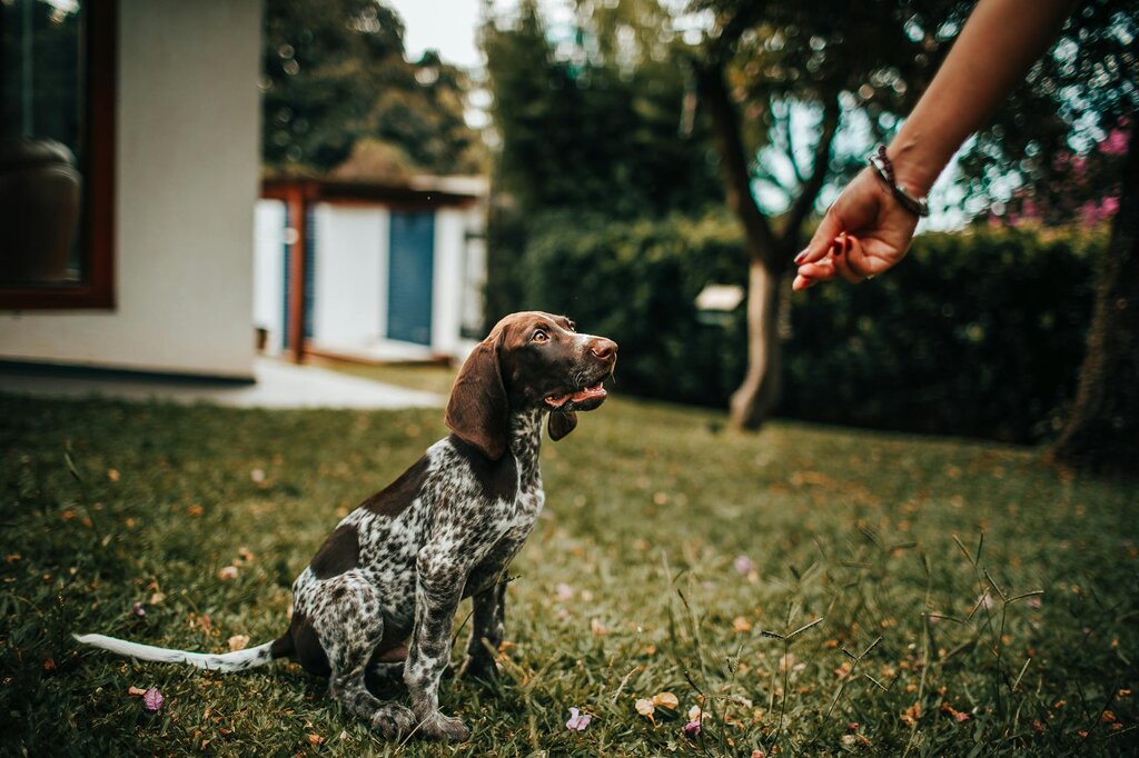 liver and white spotted dog sitting with command of human hand