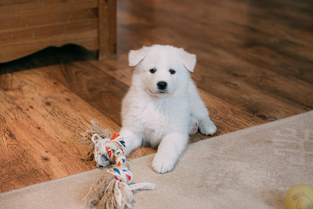 puppy playing with rope toy