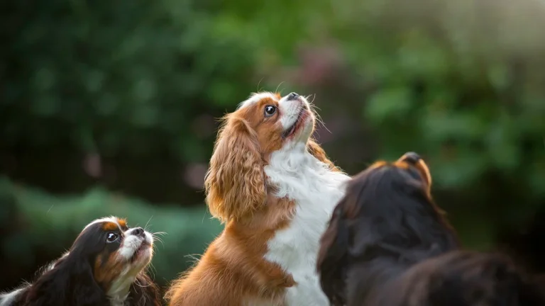 3 cavaliers looking up