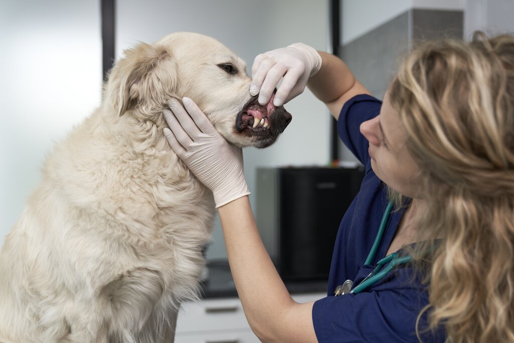 vet examining dog