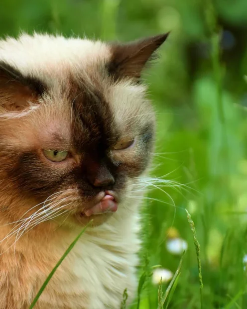british shorthair outdoors on grass