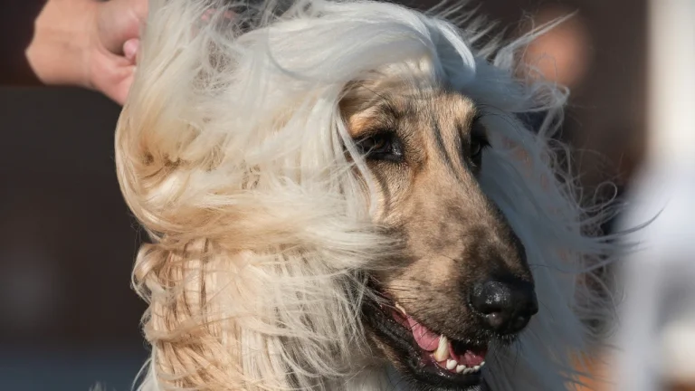 close up of afghan hound with wind blowing hair