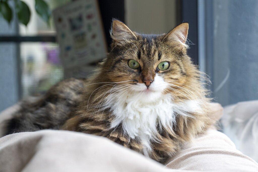 norwegian forest cat 