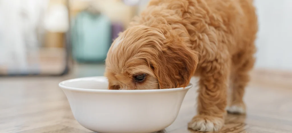 cavoodle puppy eating from bowl