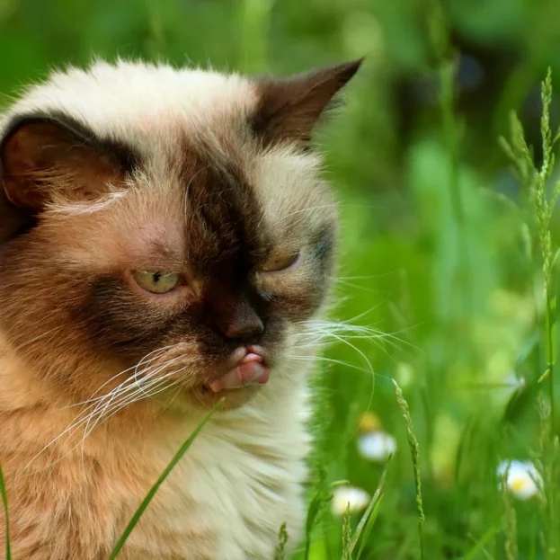 british shorthair outdoors on grass