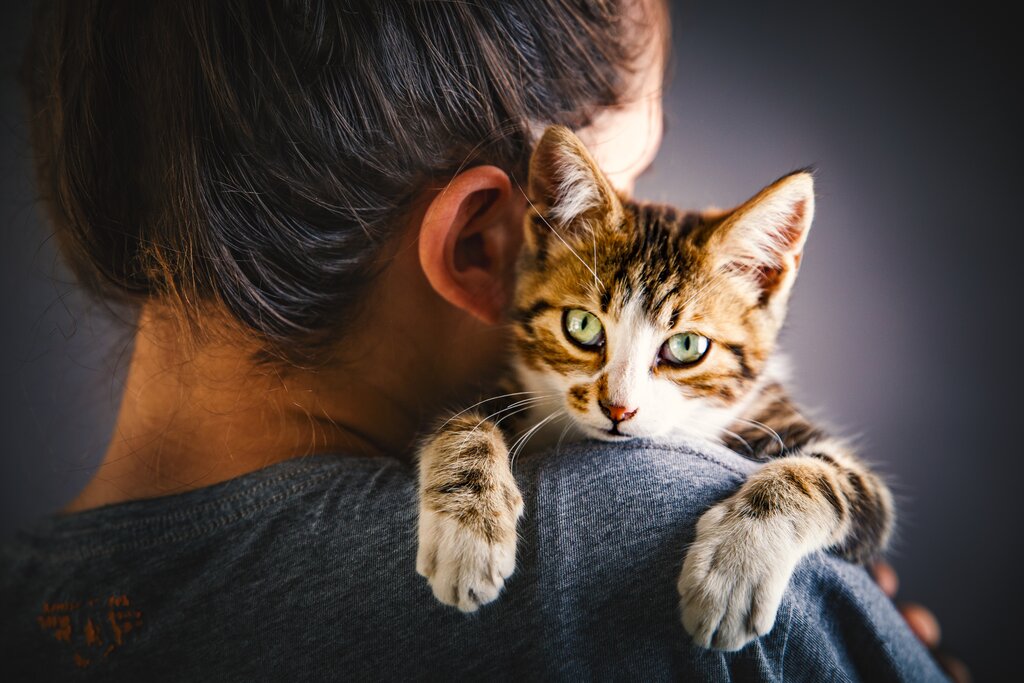 owner holding cat on shoulder and comforting her 