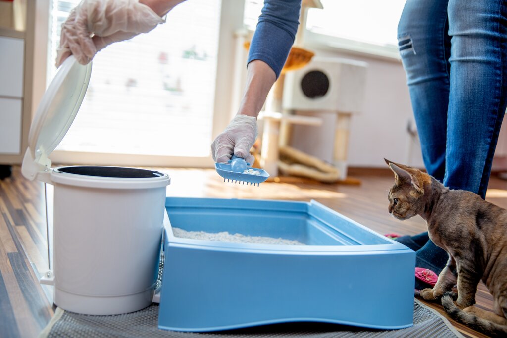 owner scooping litter box into bin with cat watching