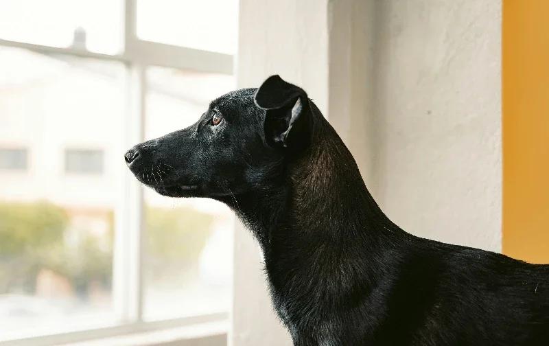 dog looking out the window