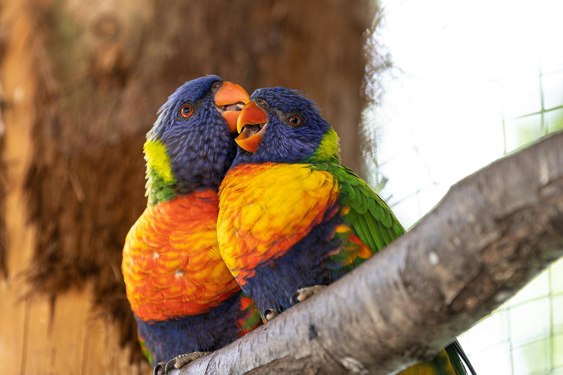 2 lorikeets perching on branch