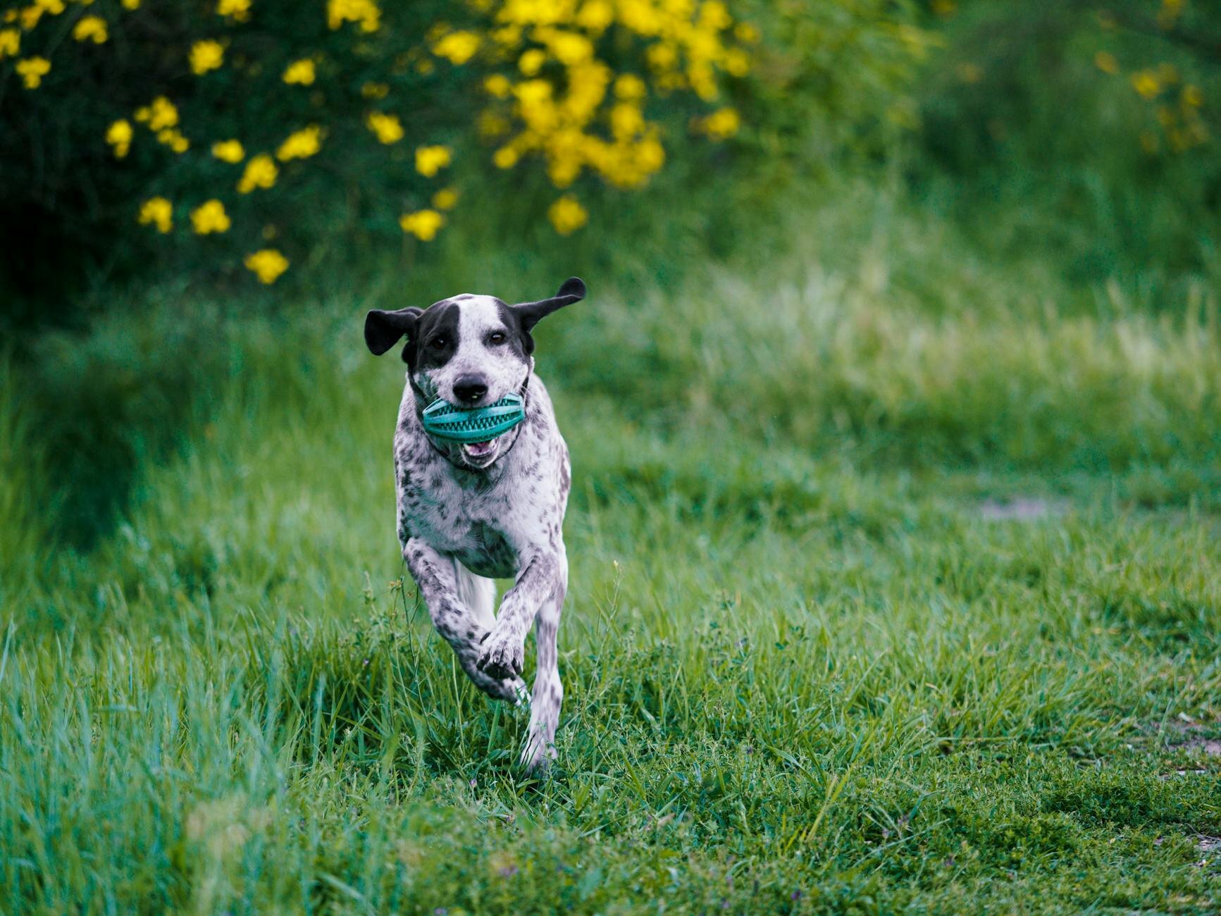 black and white dog running with toy in it's mouth