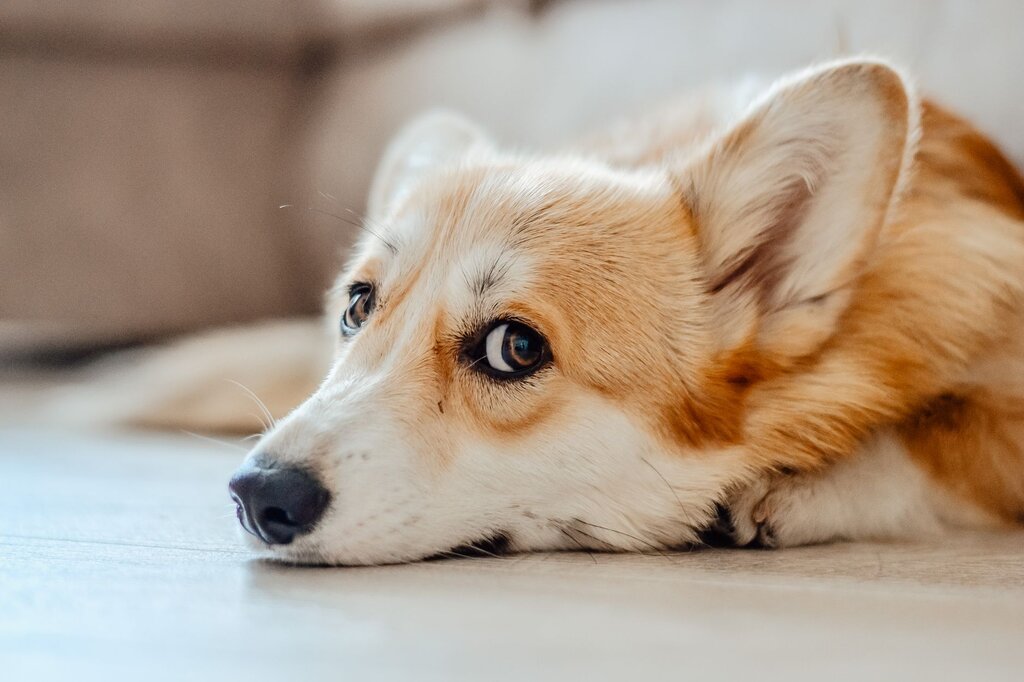 a corgi dog lying on the floor 
