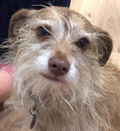 close up of mixed breed terrier