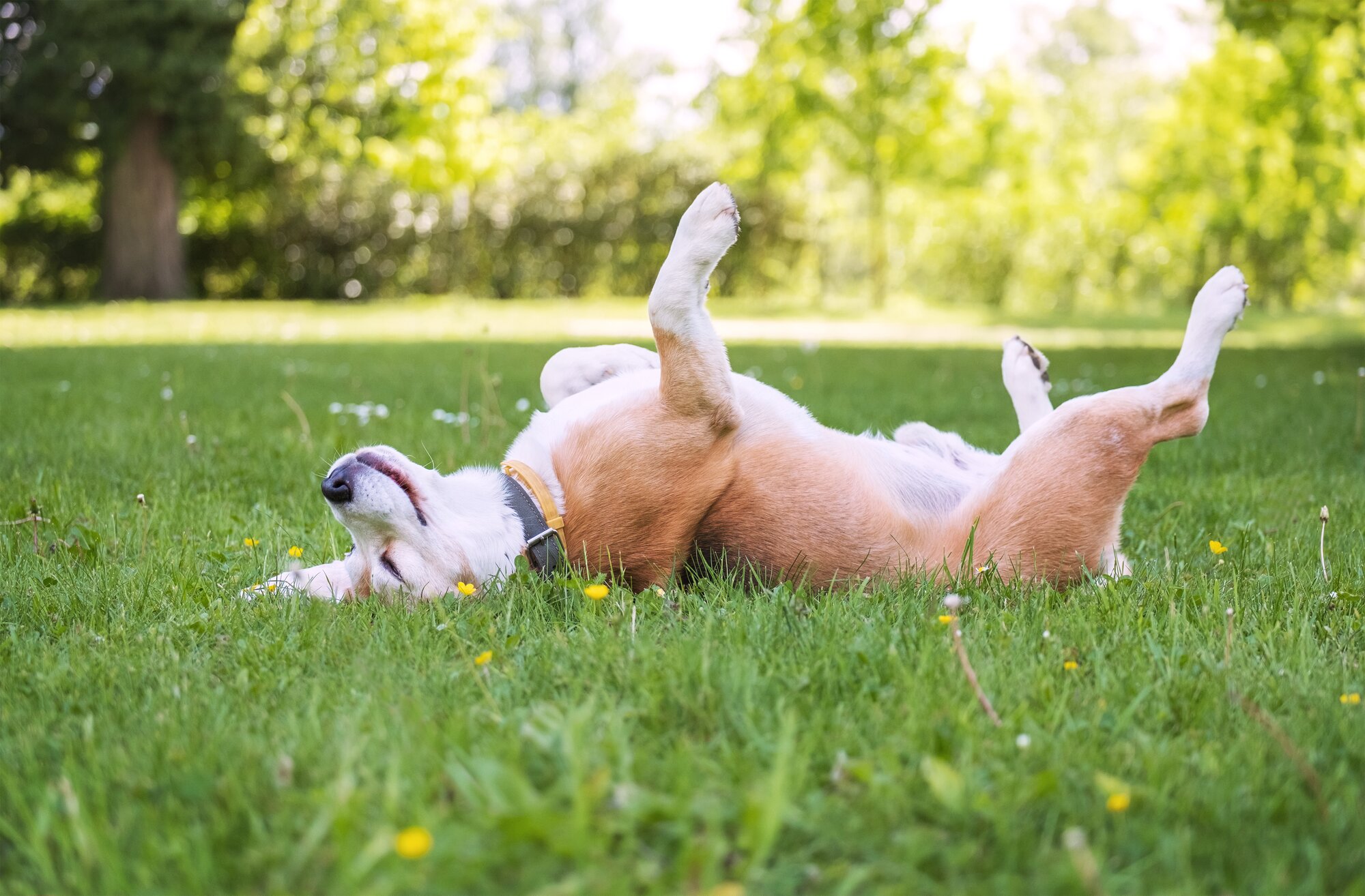 dog rolling on grass
