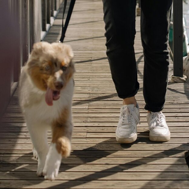 australian-shepherd-on-a-walk