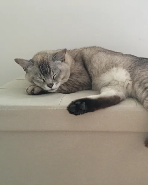 burmilla asleep on leather footstool