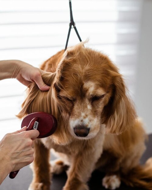 cocker spaniel being groomed