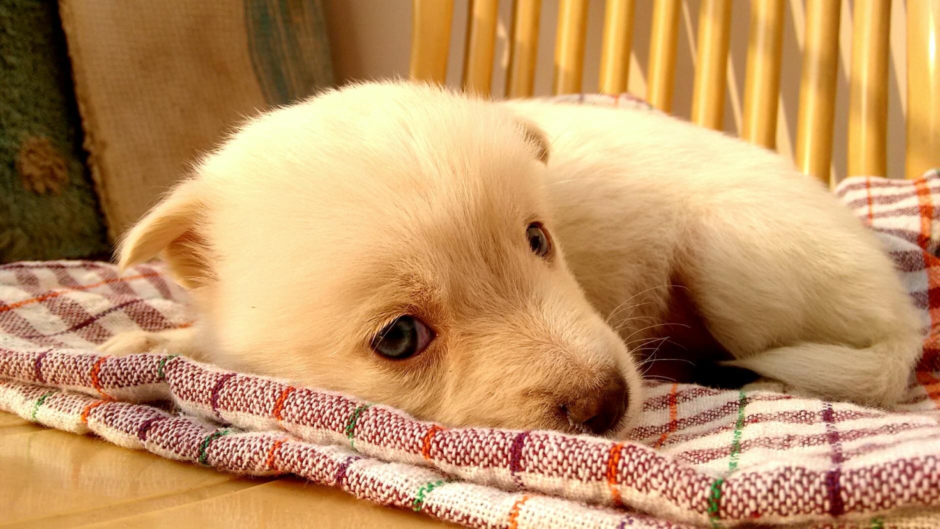puppy lying on blanket
