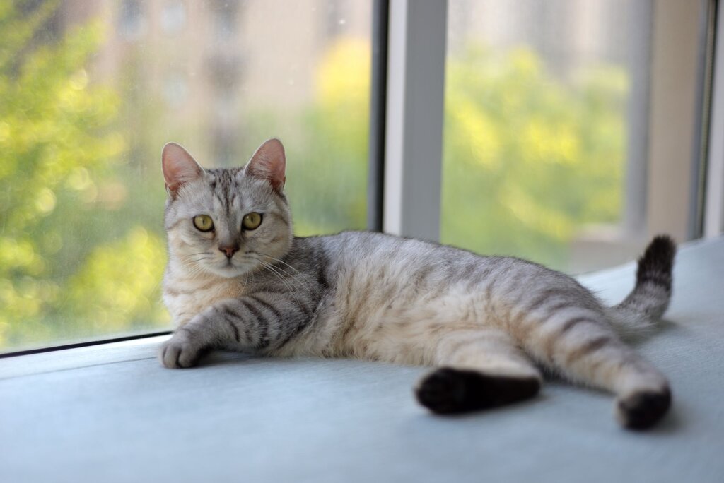 cat laying by window
